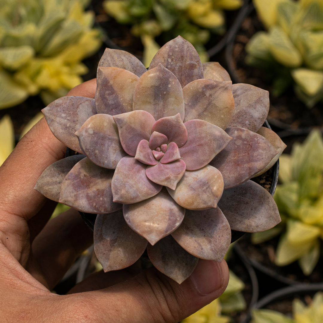 Echeveria – Succulentasia