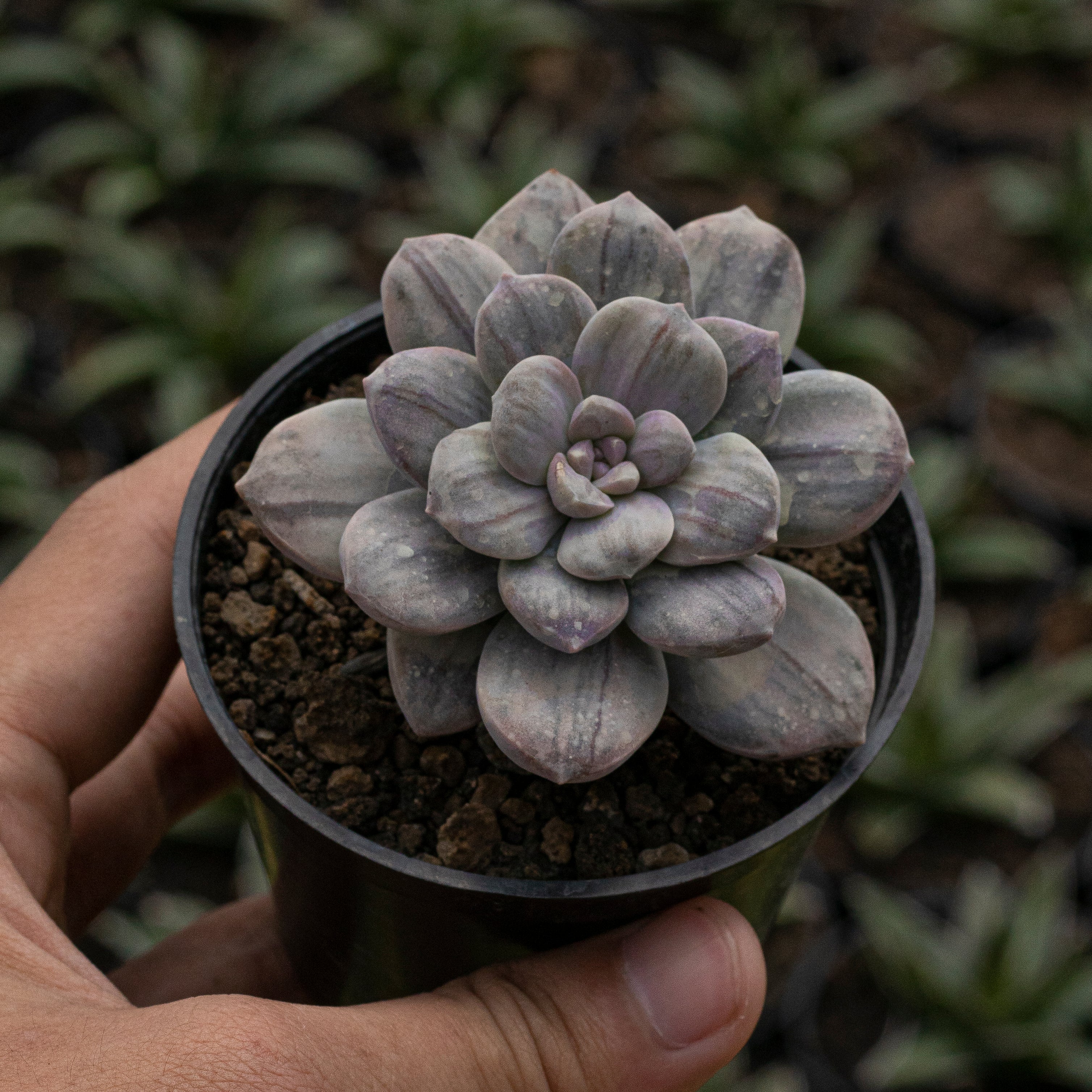 echeveria 初期プルオーバー グレー 2 Echeveria Graptoveria Silverbum Variegated – Succulentasia