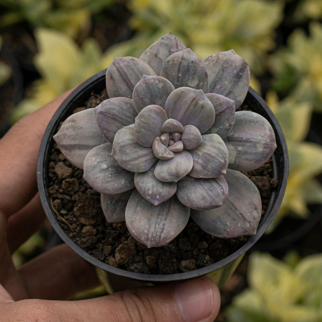 Echeveria Graftoveria Silverbum Variegated 