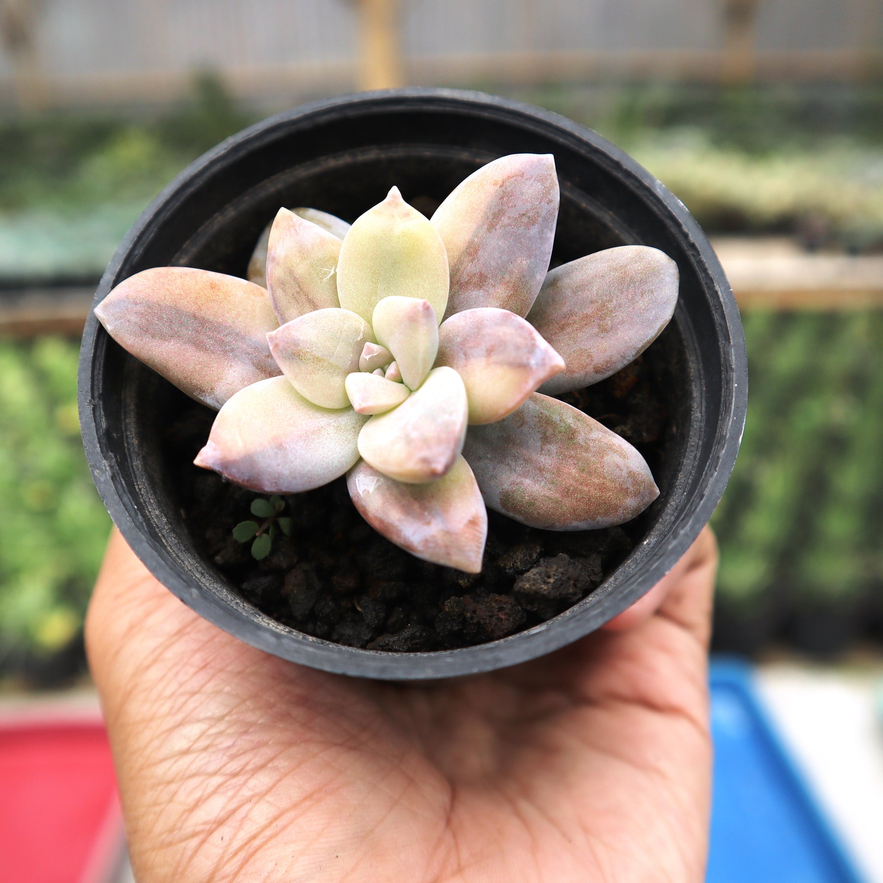kew marble succulent Graptoveria Super Bun Variegated – Succulentasia