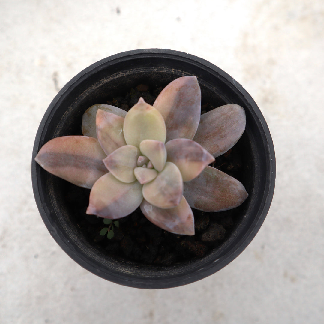 Graptoveria Super Bun Variegated