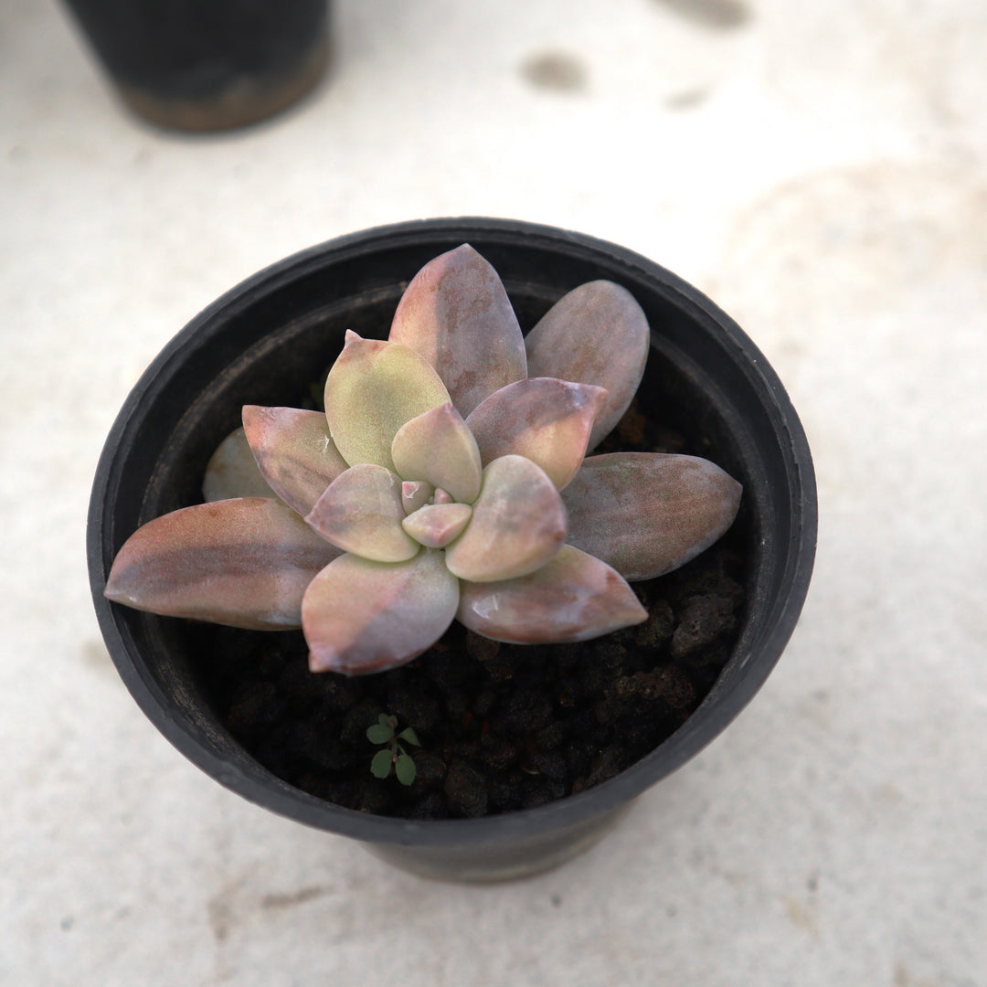 Graptoveria Super Bun Variegated