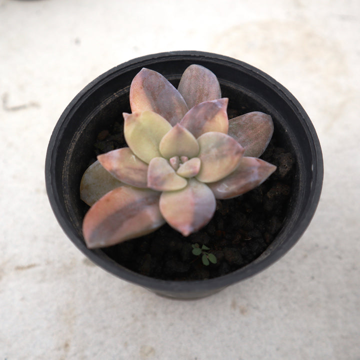 Graptoveria Super Bun Variegated