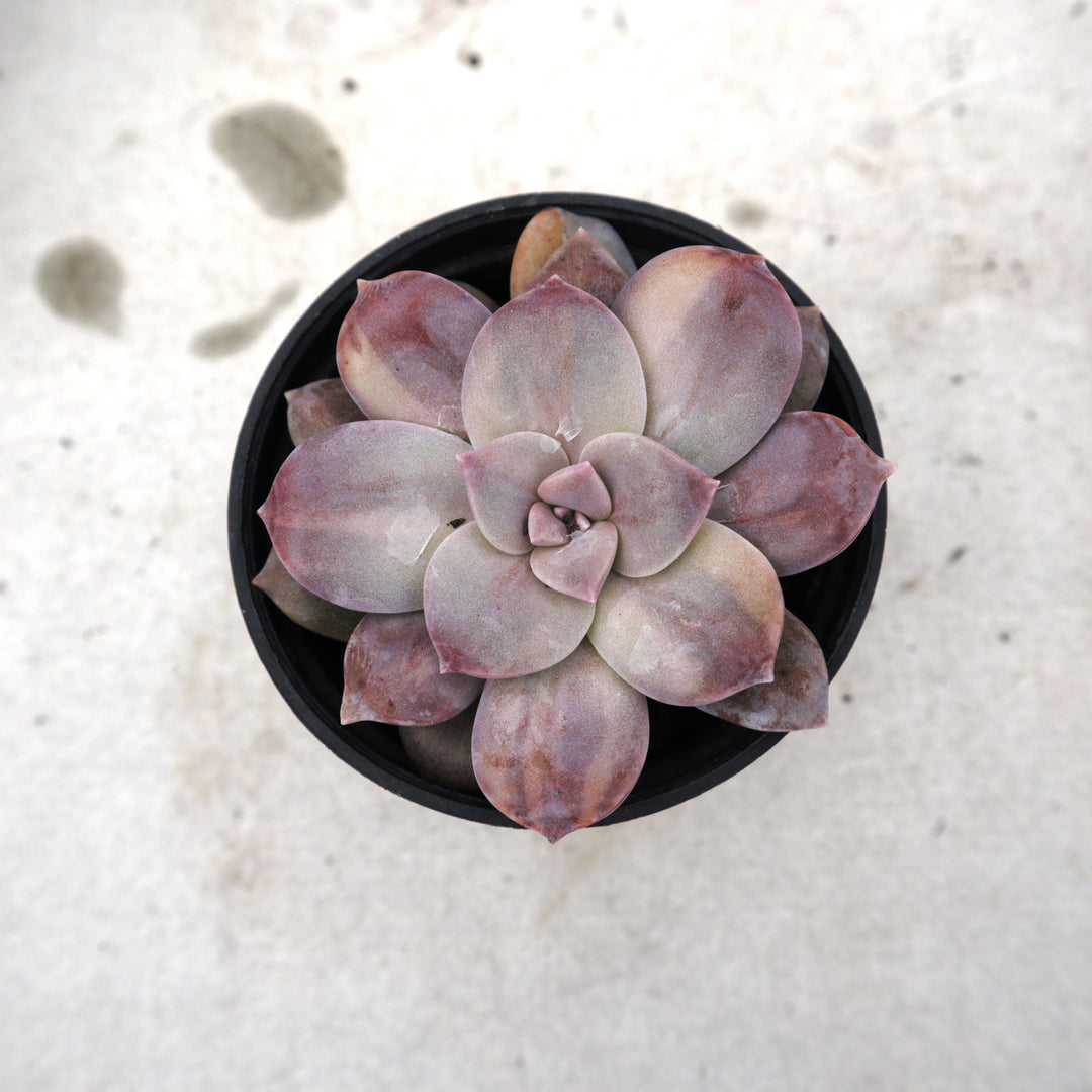 Graptoveria Super Bun Variegated