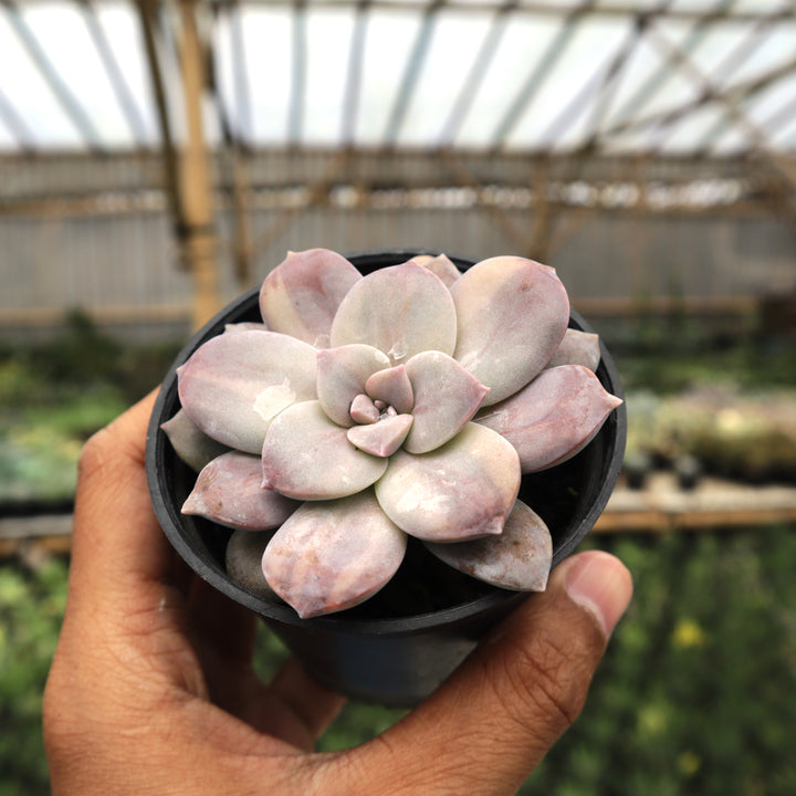 Graptoveria Super Bun Variegated