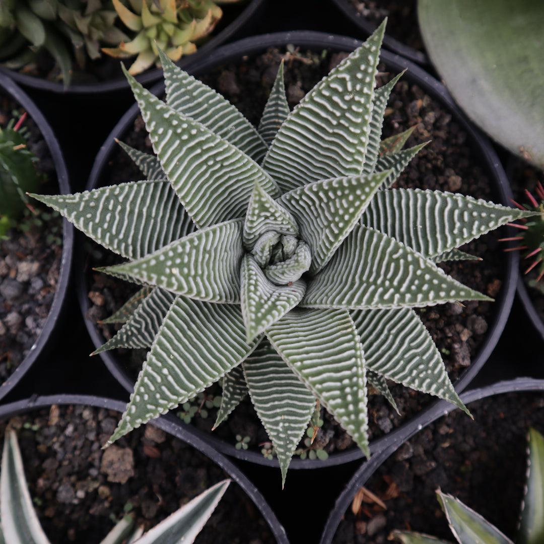 limifolia succulent Haworthia Limifolia Variegated Striata – Succulentasia