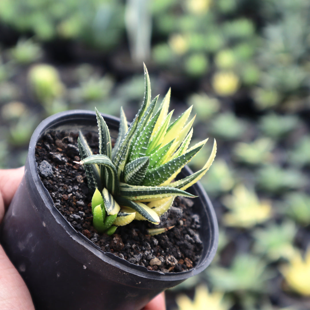 hiawatha succulent plant Haworthia Reinwardtii Variegated – Succulentasia
