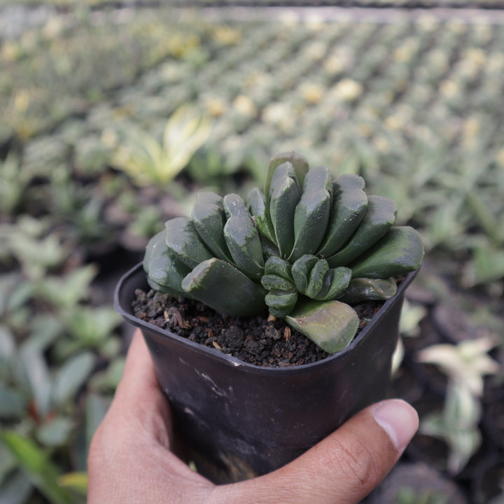 Haworthia Seiko Nishiki