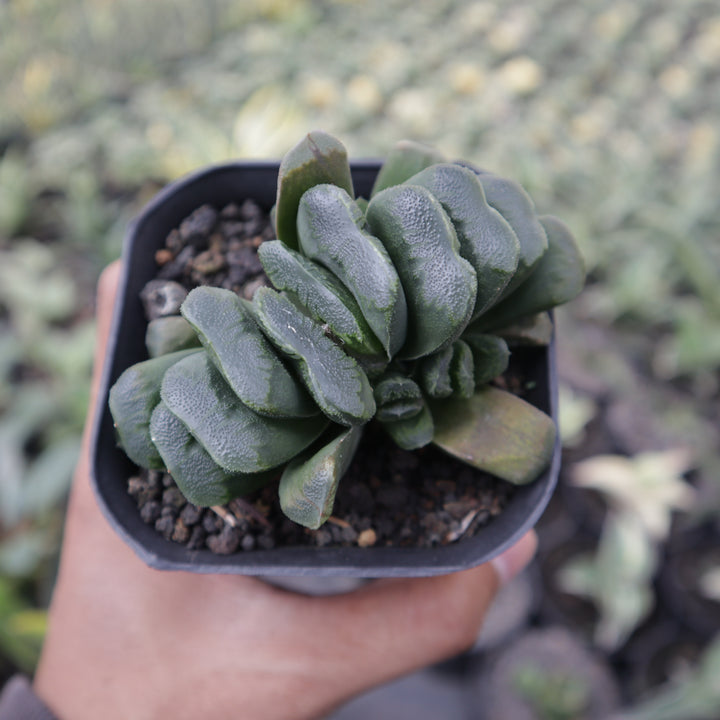 Haworthia Seiko Nishiki