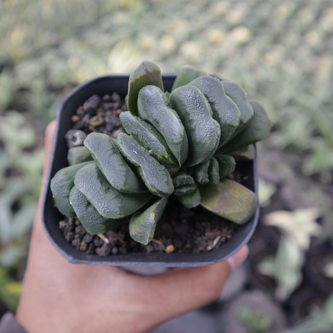 Haworthia Seiko Nishiki – Succulentasia