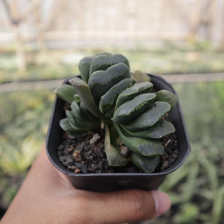 Haworthia Seiko Nishiki