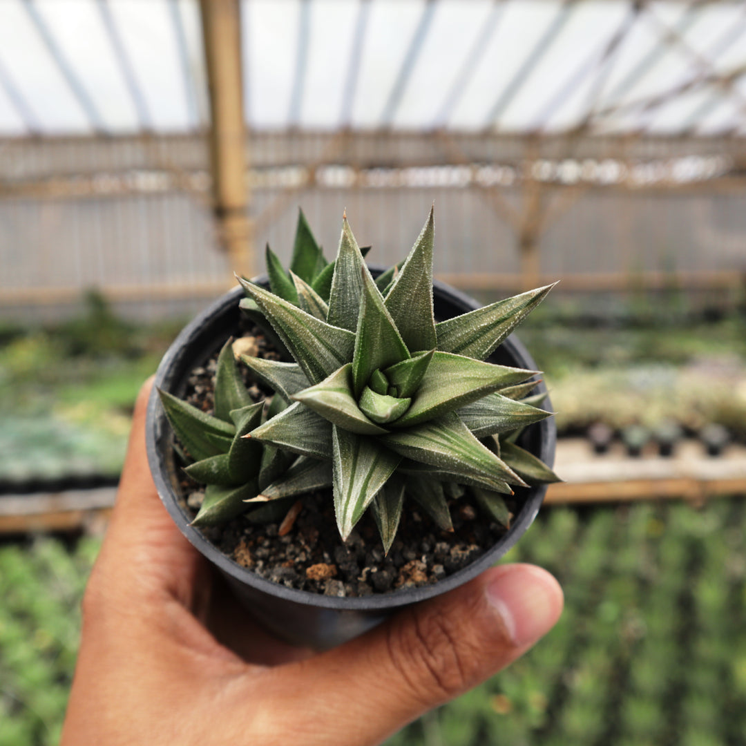 grey succulent plants Haworthia Semi Glabrata Grey – Succulentasia