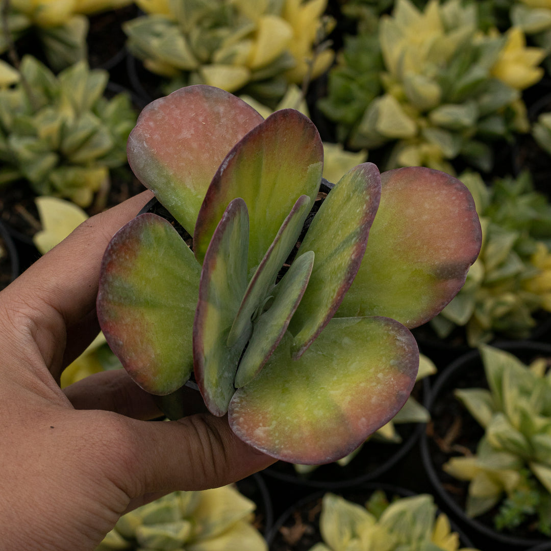 variegated flapjack succulent Kalanchoe Luciae Variegated – Succulentasia