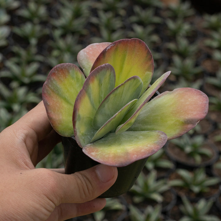 Echeveria Kalanchoe Lusiae Plapjack Variegated