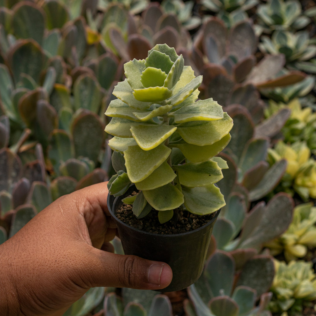 Echeveria Kalnchoe Milotii Variegated