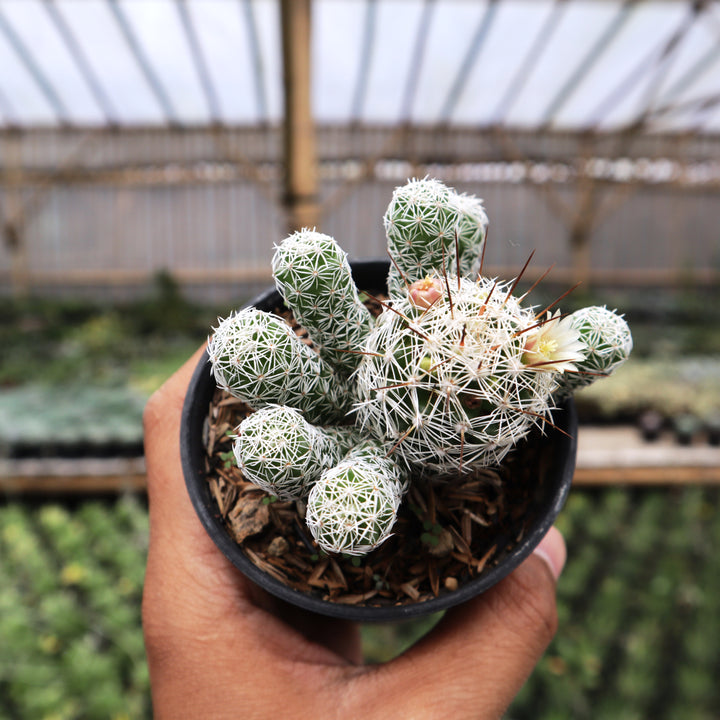 Mammillaria Gracilis