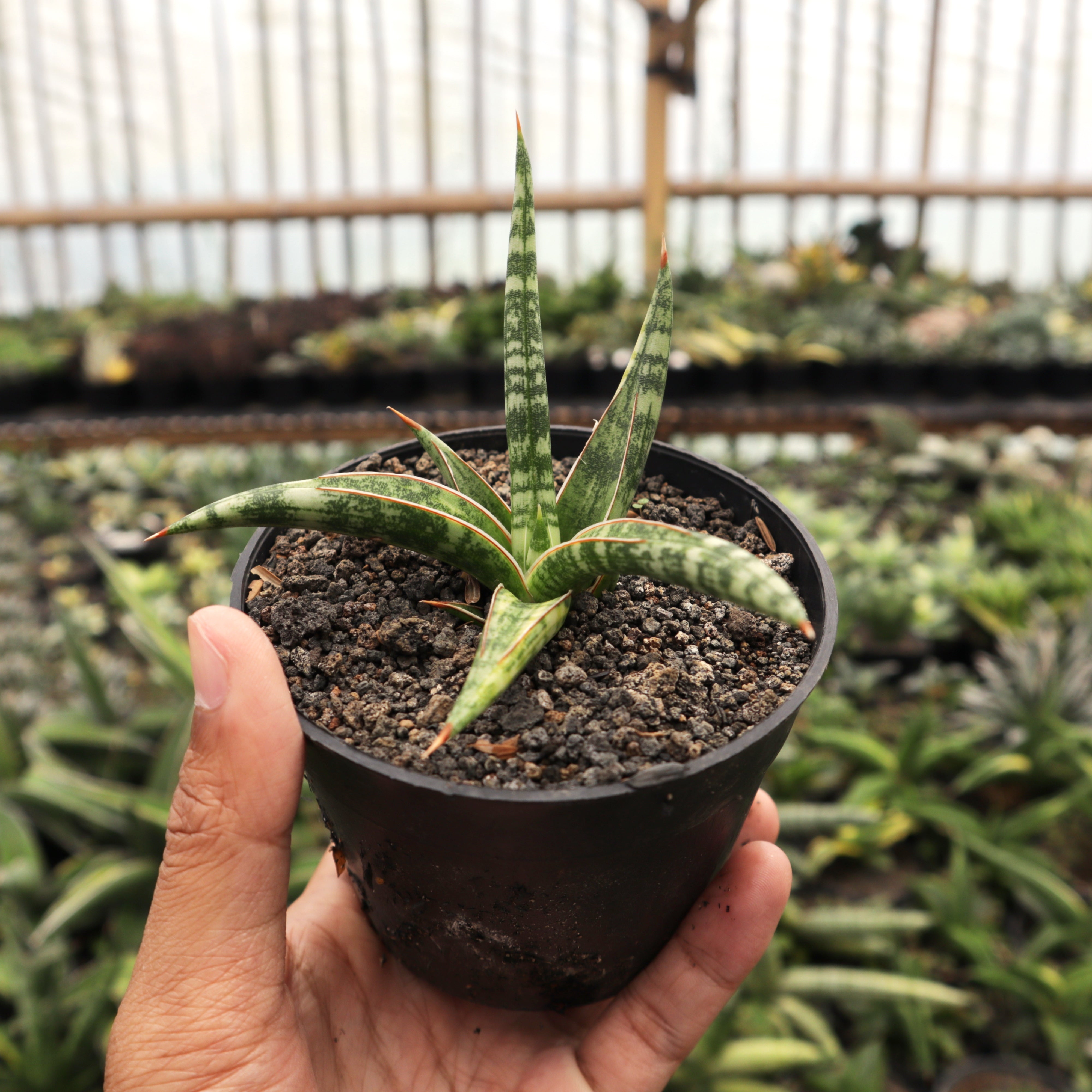 Sansevieria Ballyi mini variegated – Succulentasia