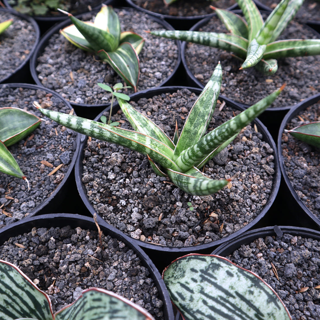 sansevieria ballyi variegated Sansevieria Ballyi mini variegated – Succulentasia