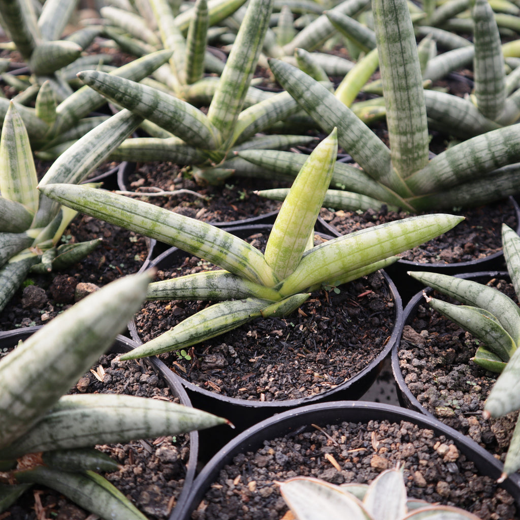 sansevieria boncel silver Sansevieria Boncellensis Variegated – Succulentasia
