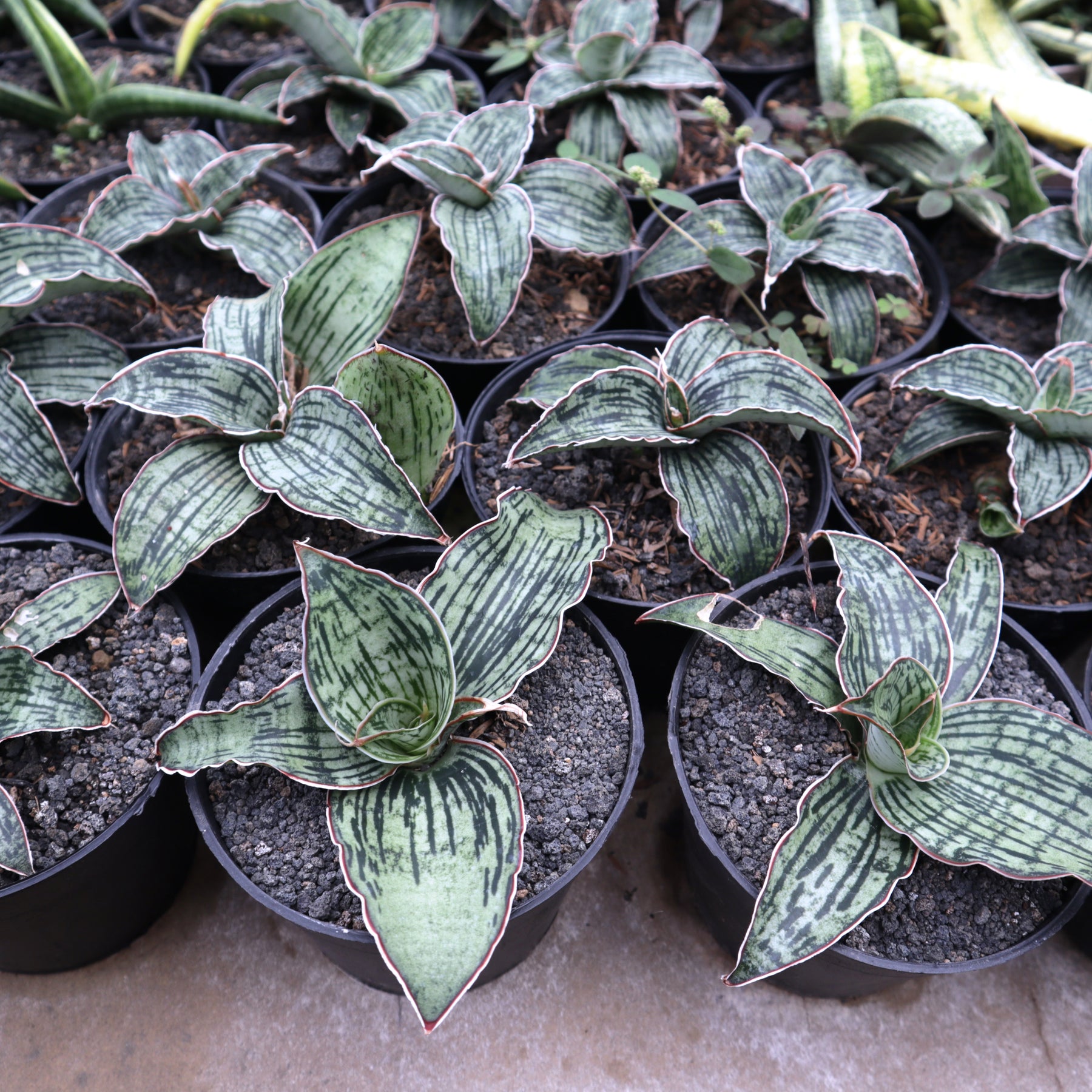 sansevieria cleopatra buy Sansevieria Cleopatra – Succulentasia