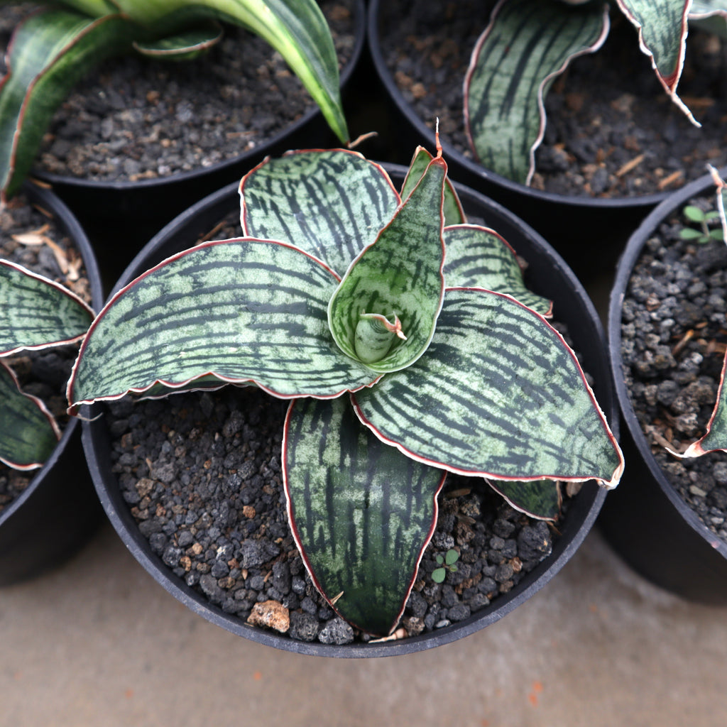 real snake plant for sale near me Sansevieria Cleopatra – Succulentasia