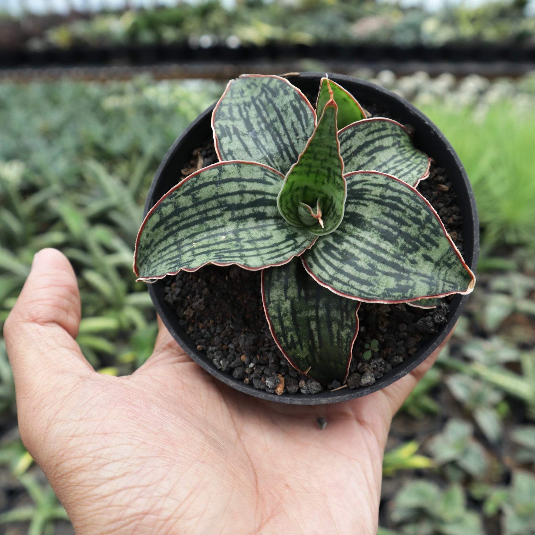 sansevieria cleopatra Sansevieria Cleopatra – Succulentasia