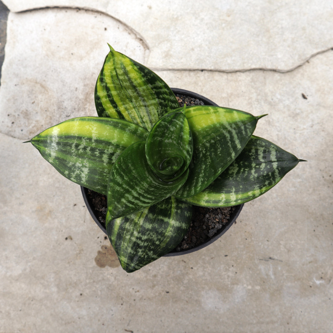 sansevieria aubrytiana variegated Sansevieria Hahnii Seibert Variegated – Succulentasia