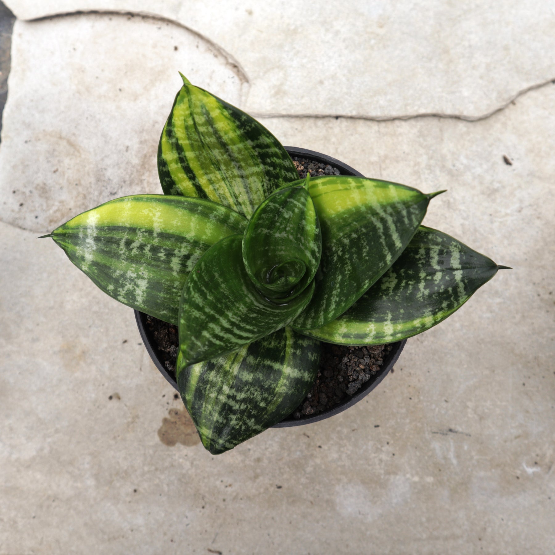 sansevieria hahnii grande Sansevieria Hahnii Seibert Variegated – Succulentasia