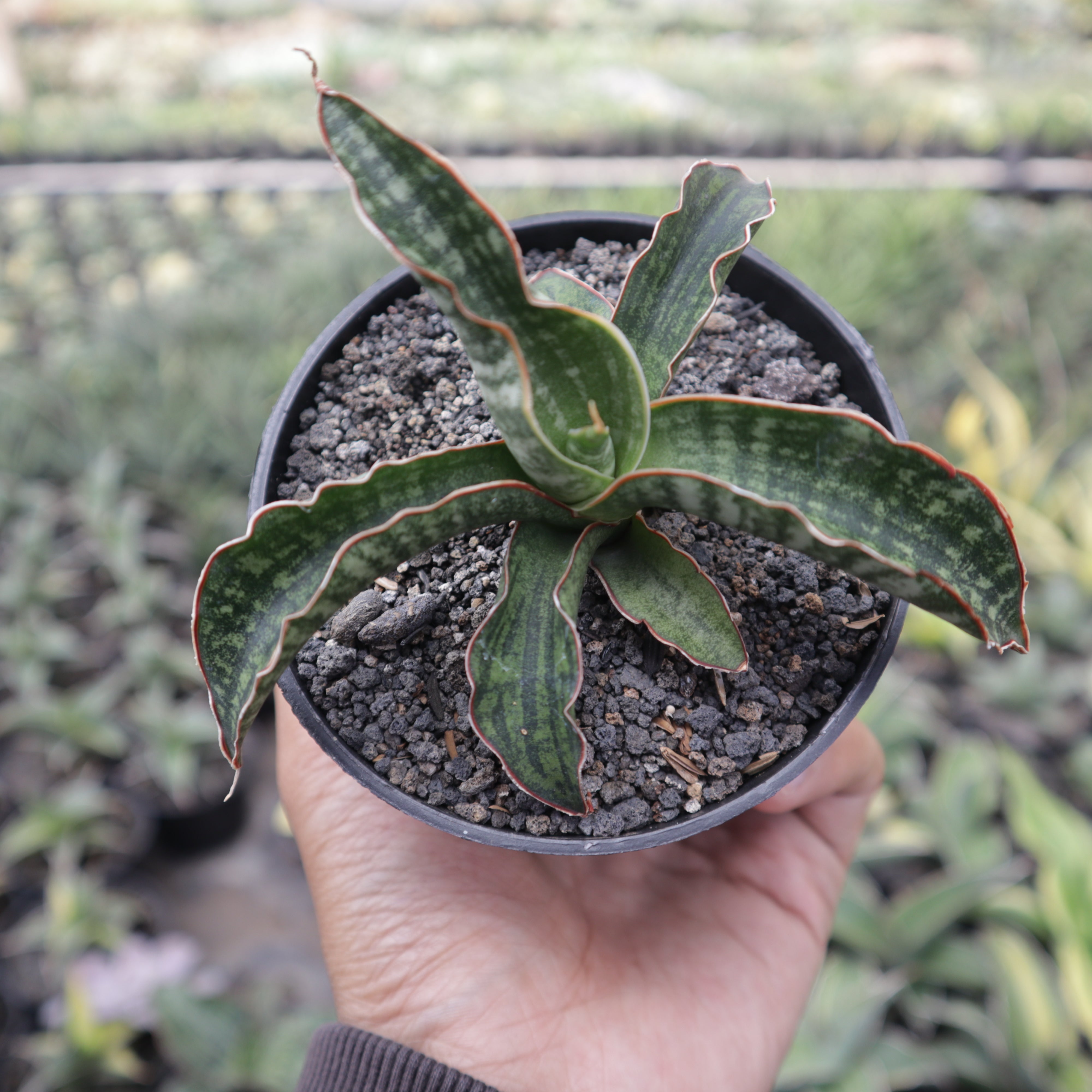 Sansevieria Lady Gaga – Succulentasia