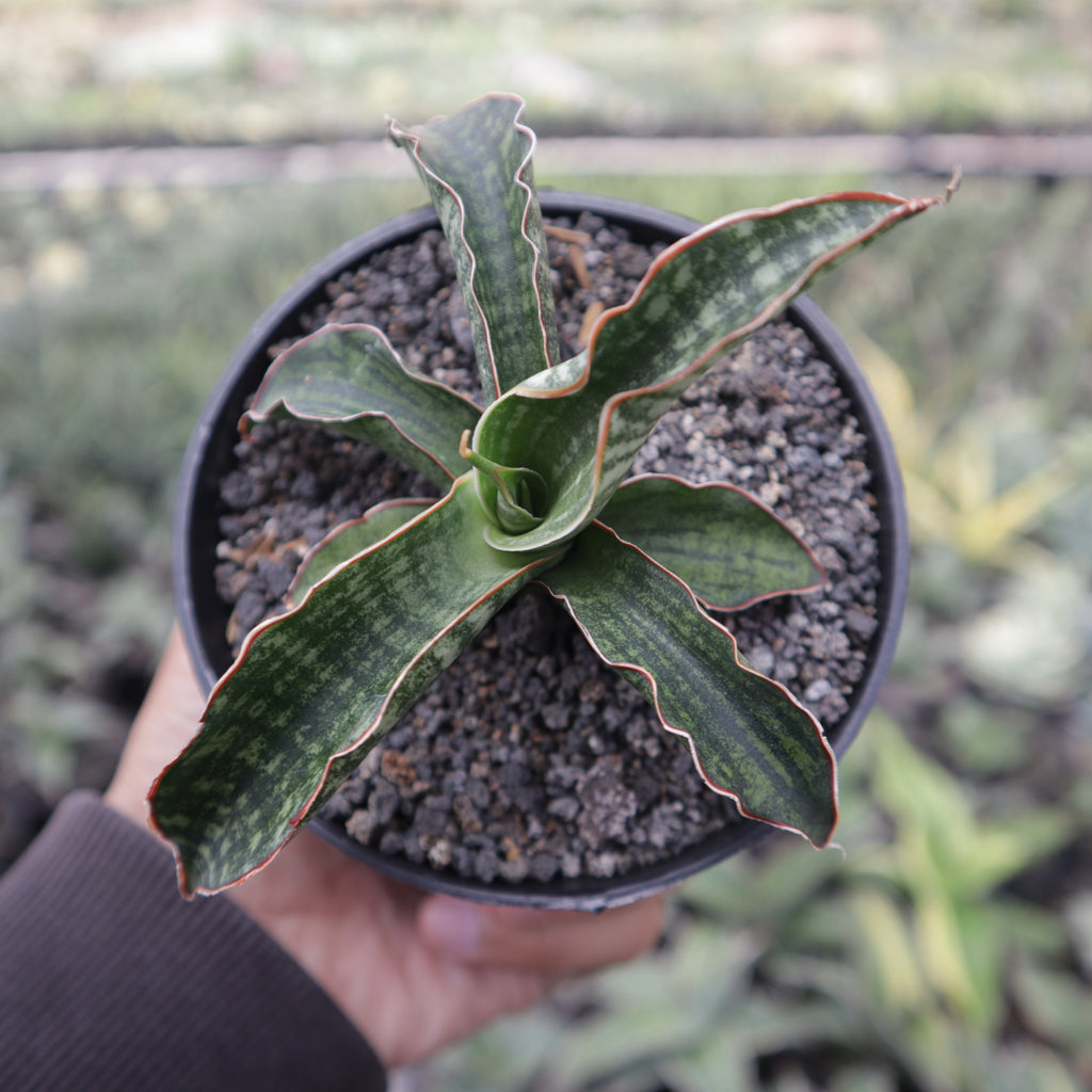 Sansevieria Lady Gaga – Succulentasia