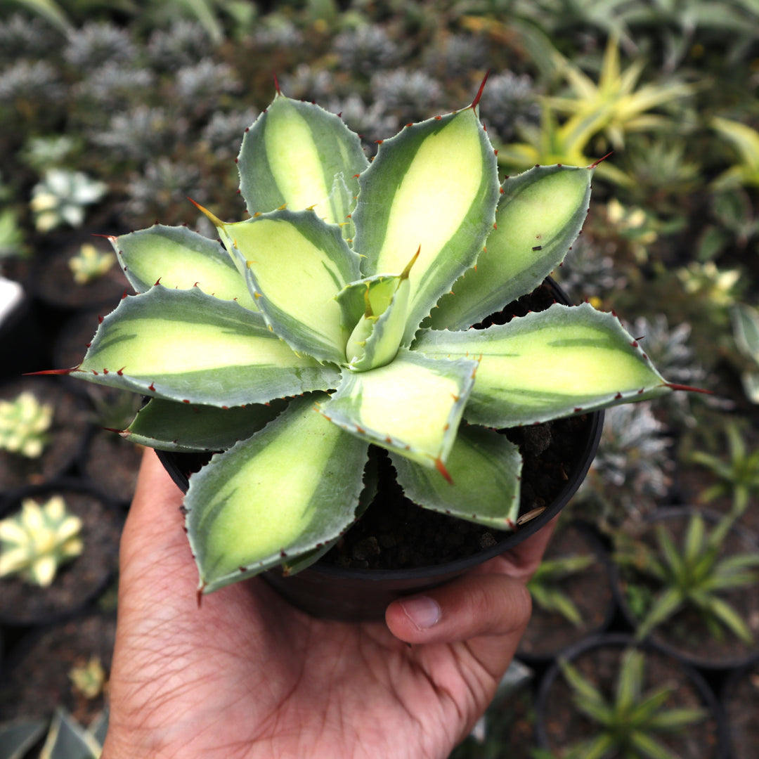 Agave Potatorum Lime Green – Succulentasia