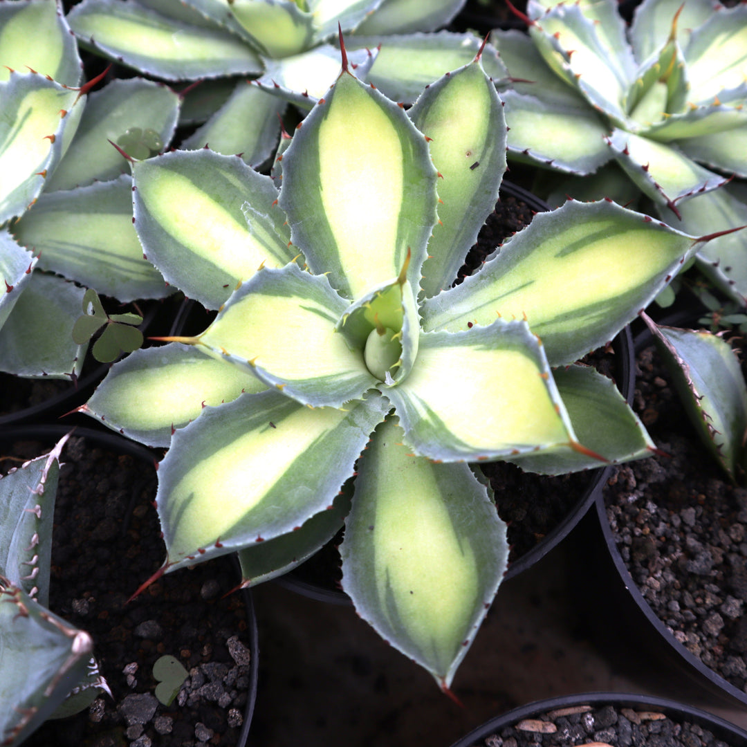 lime green succulent plants Agave Potatorum Lime Green – Succulentasia