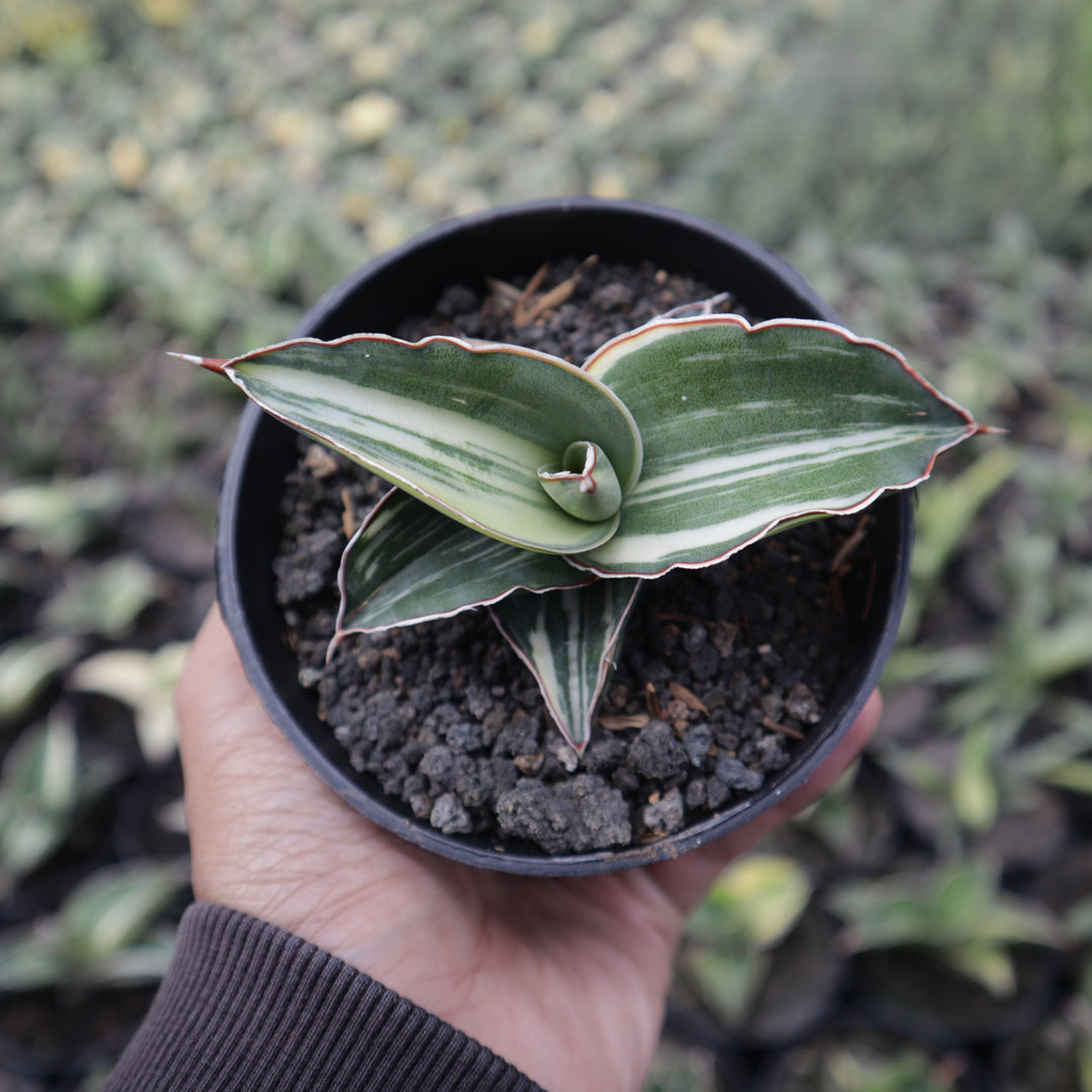 sansevieria robusta variegata Sansevieria Robusta Variegated White
