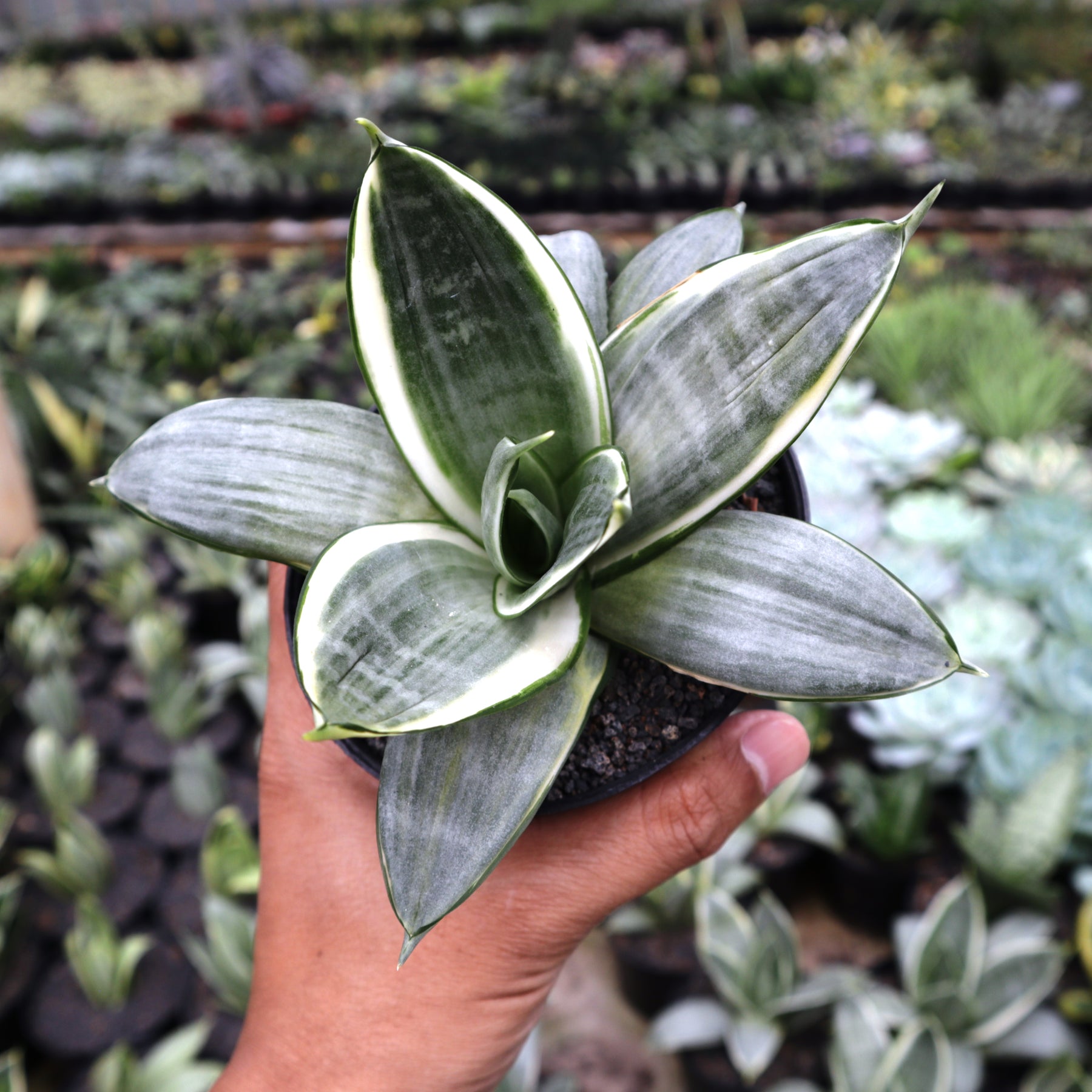 sansevieria silver frost hahnii Sansevieria Silver Frost