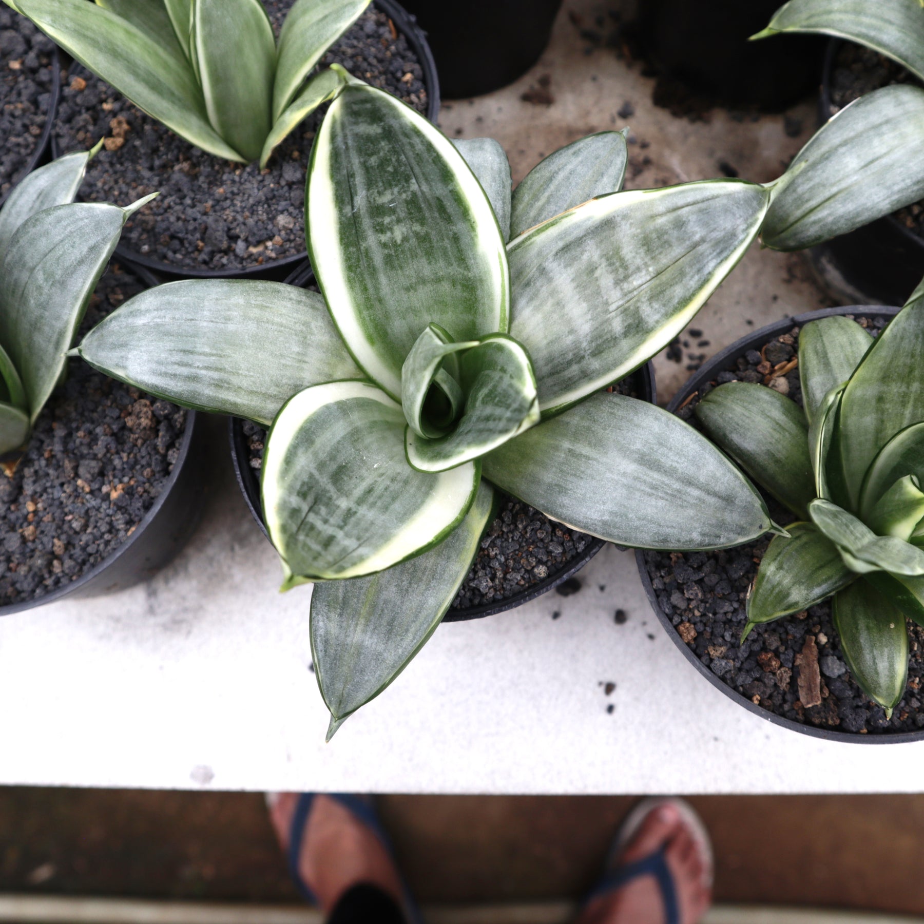 sansevieria frost Sansevieria Silver Frost – Succulentasia